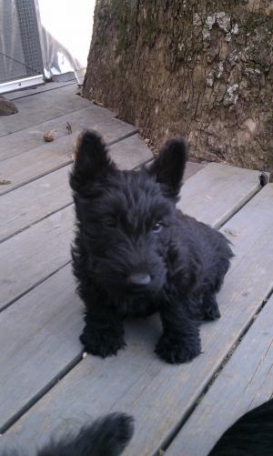 ScottishTerrierPuppies